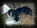 kittens drinking milk