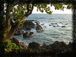 Seaside Tree