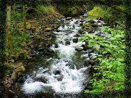 Woodland Rapids