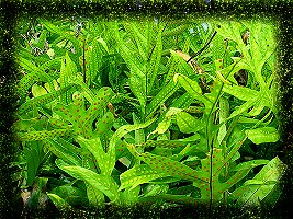 Speckled Ferns